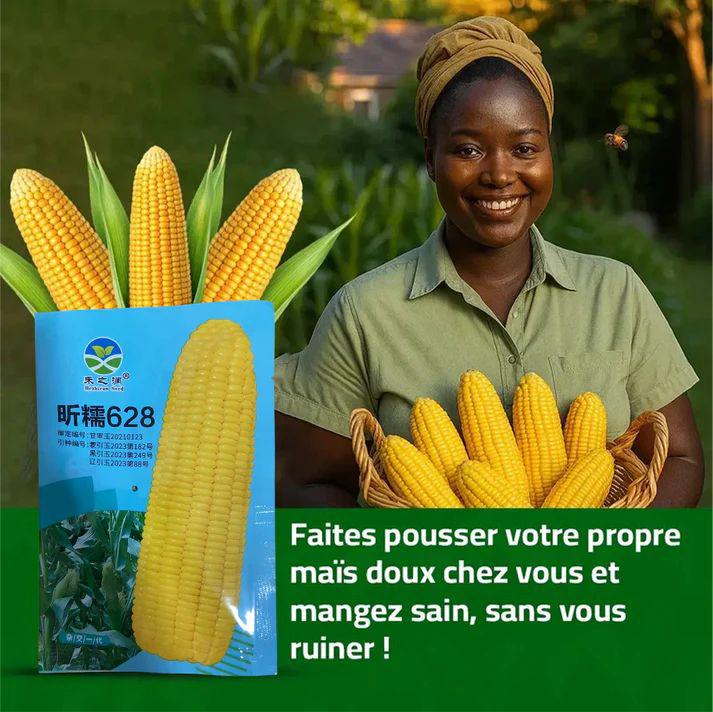 Maïs Doux Jaune Doré – Cultivez chez vous, mangez sain - ECOM SN