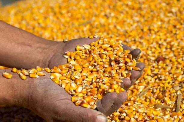 Maïs Doux Jaune Doré – Cultivez chez vous, mangez sain - ECOM SN