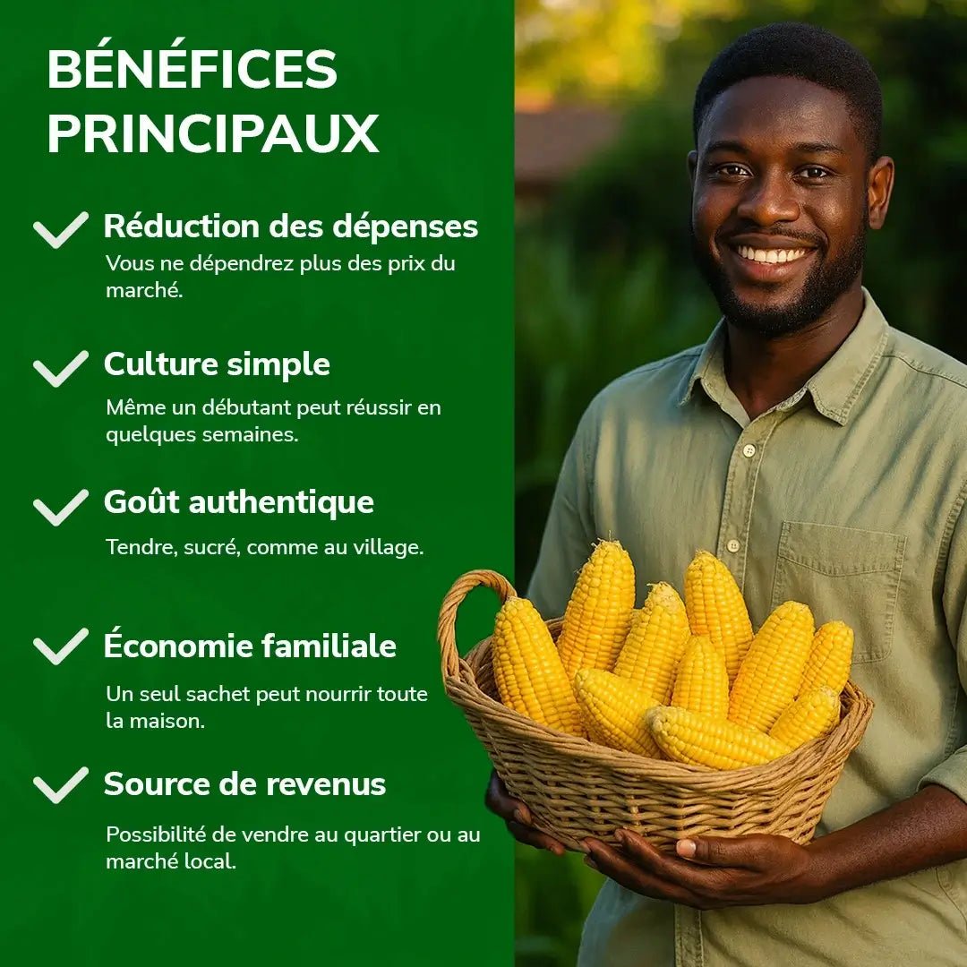 Maïs Doux Jaune Doré – Cultivez chez vous, mangez sain - ECOM SN